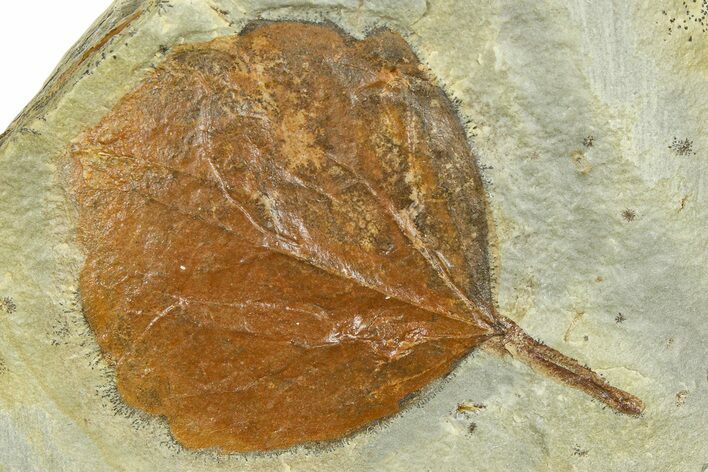 Fossil Leaf - Montana #377927